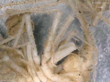 Media type: image; Invertebrate Zoology 151007